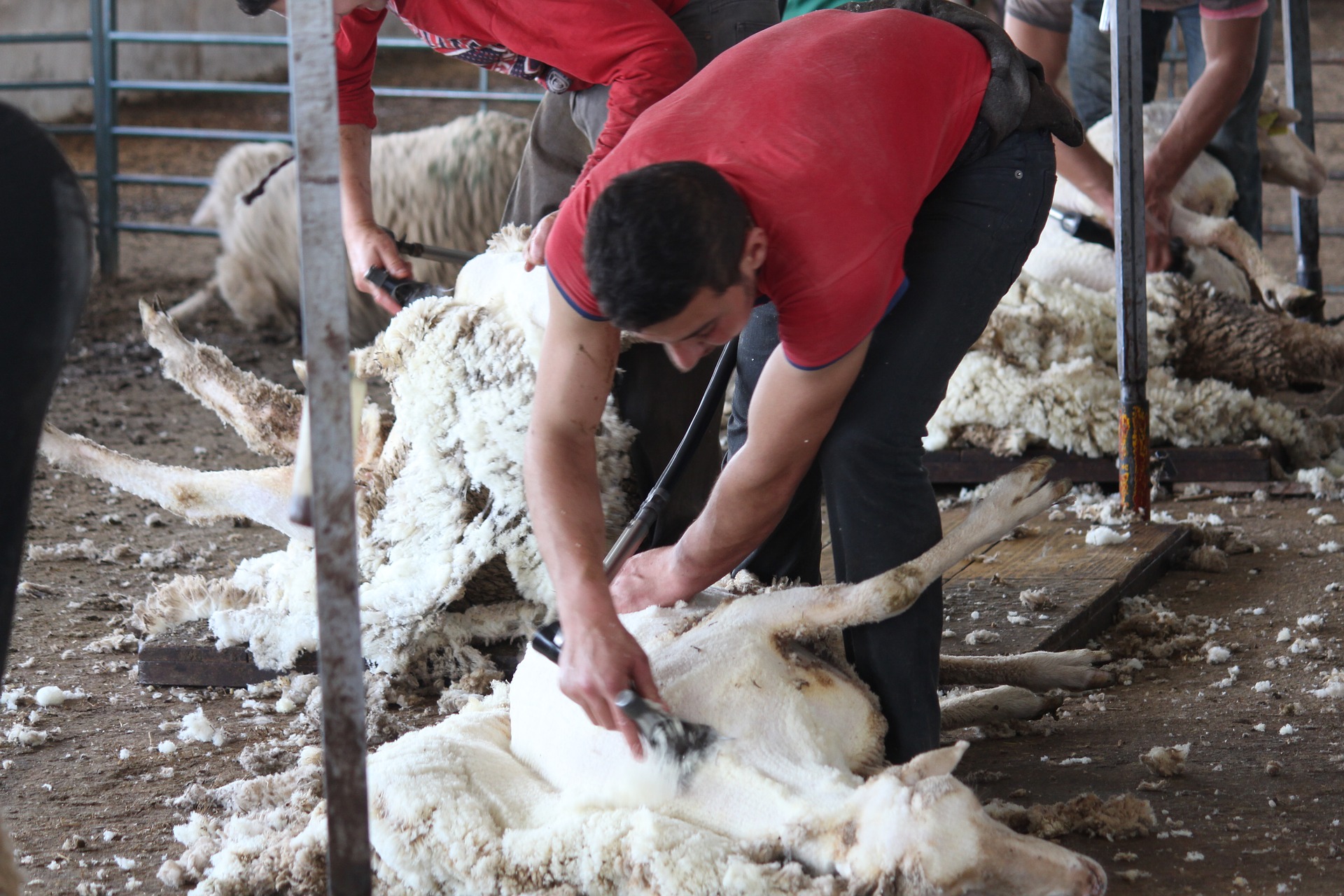 stříhání ovcí.jpg